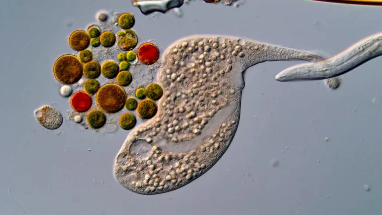 Microscope view of a large, grainy single-celled Dileptus with a long trunk-like extension, a thin roundworm at right and a cluster of round green, orange and red cells at left