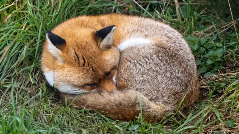 A red fox curled up asleep in long green grass